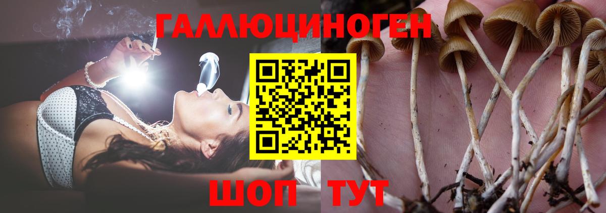 Псилоцибиновые грибы GOLDEN TEACHER Тельмана